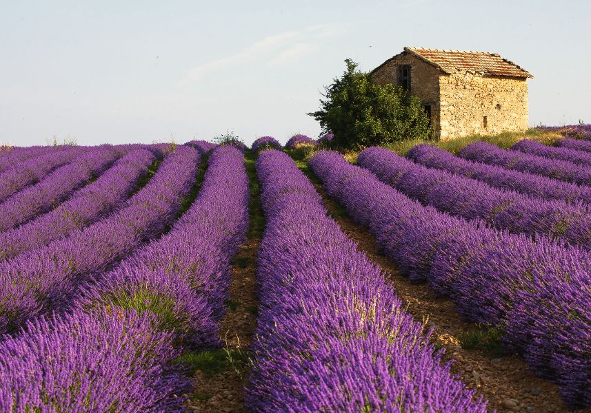 Lavendelfeld in der Provence