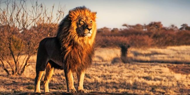 Single lion looking regal standing proudly on a small hill