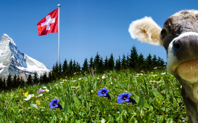 Matterhorn mit Schweizer Flagge und neugieriger Kuh im Vordergrund – ein Postkartenmotiv aus den Alpen.