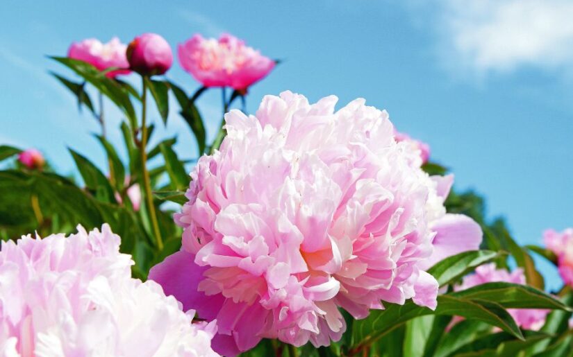 Zartrosa Pfingstrosenblüte im Sonnenschein vor strahlend blauem Himmel