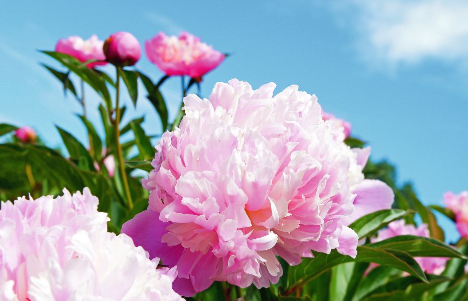 Zartrosa Pfingstrosenblüte im Sonnenschein vor strahlend blauem Himmel