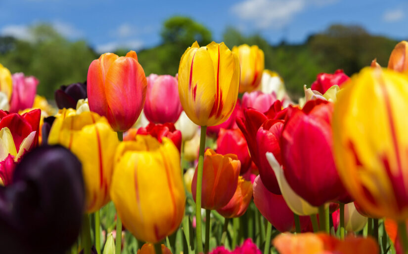 Bunte Tulpenblüte im Frühling – farbenfrohes Blumenmeer unter blauem Himmel.