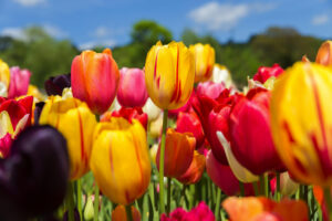 Only for presentation