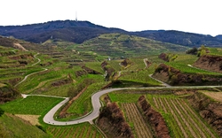 <p><span>Kenzingen</span></p>