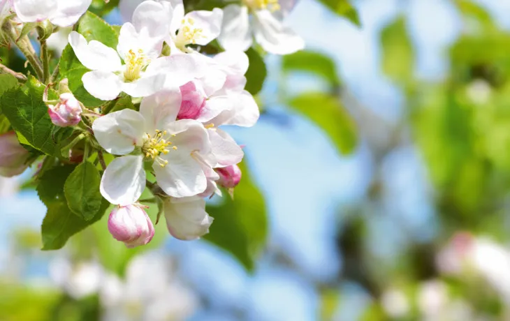 Altes Land - Obstbaumblüte T26