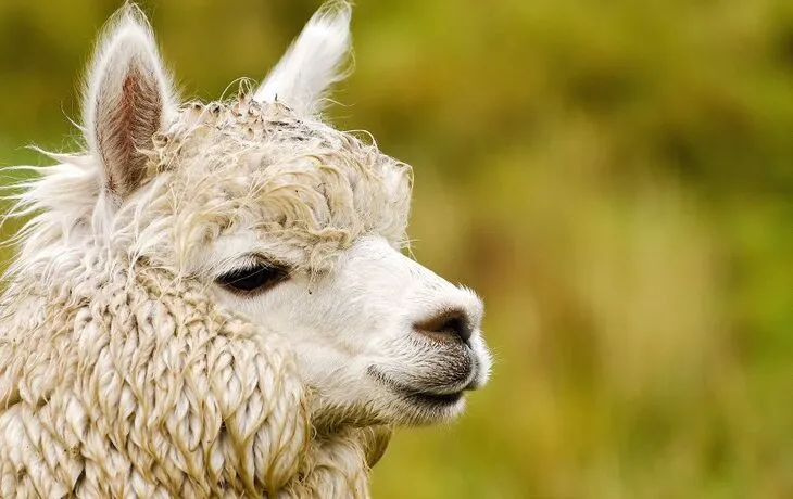 Faszination Alpaka T26