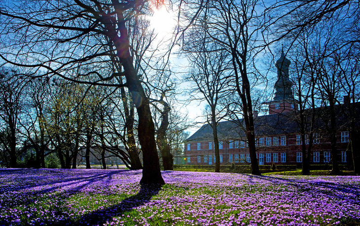 Blühende Krokuswiese vor einem historischen Gebäude im Frühling.