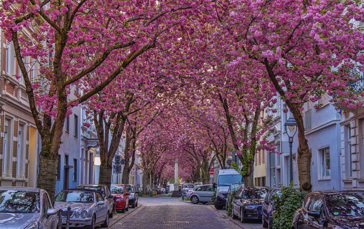 Kirschblüte in der Bonner Altstadt