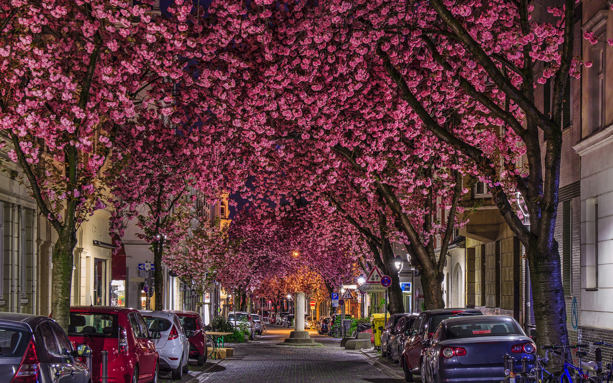 Kirschblüte in der Bonner Altstadt