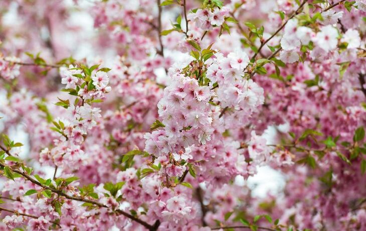 Schloss Drachenburg im Siebengebirge
