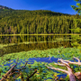 Bergsee mit Seerosen und umgebenden Nadelbäumen unter blauem Himmel