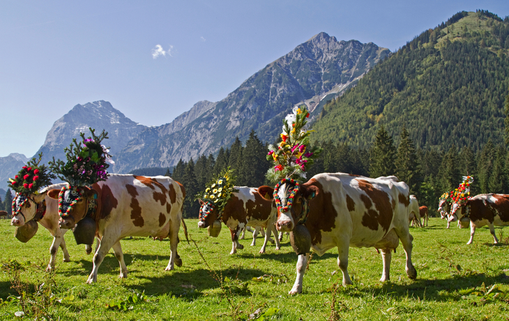 Mehrere Kühe mit Blumenschmuck auf einer Almwiese vor Bergkulisse.