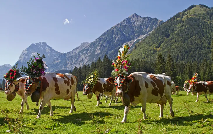 Almabtrieb Tirol