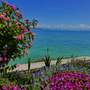 Blumeninsel Mainau am Bodensee