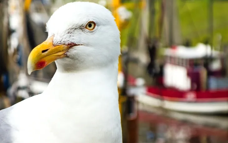 Ostfriesland - Das Beste am Norden
