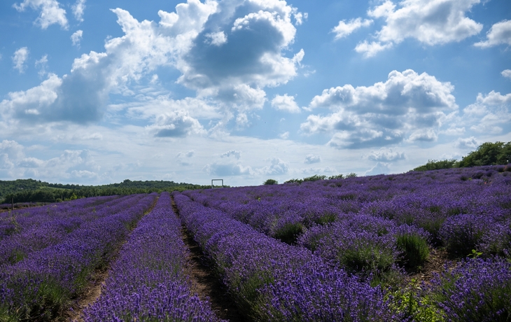 Lavendelblüte in Tihany Ungarn