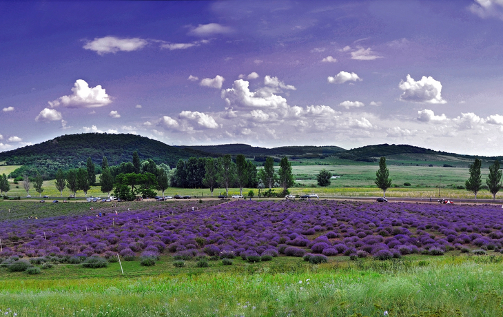 Lavendelblüte in Tihany Ungarn