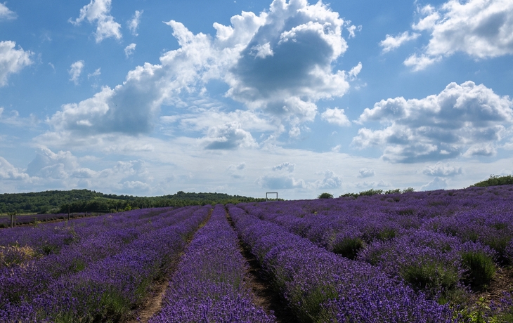 Lavendelblüte in Tihany Ungarn