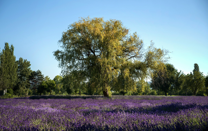 Lavendelblüte in Tihany Ungarn