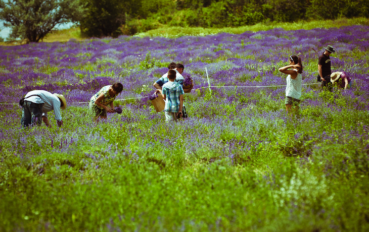 Frauen bei der Lavendelernte in Ungarn 