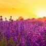 Lavendelfeld bei Sonnenuntergang mit orangefarbenem Himmel im Hintergrund.