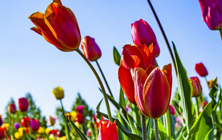 Bad Nenndorf LaGa 2026 T26