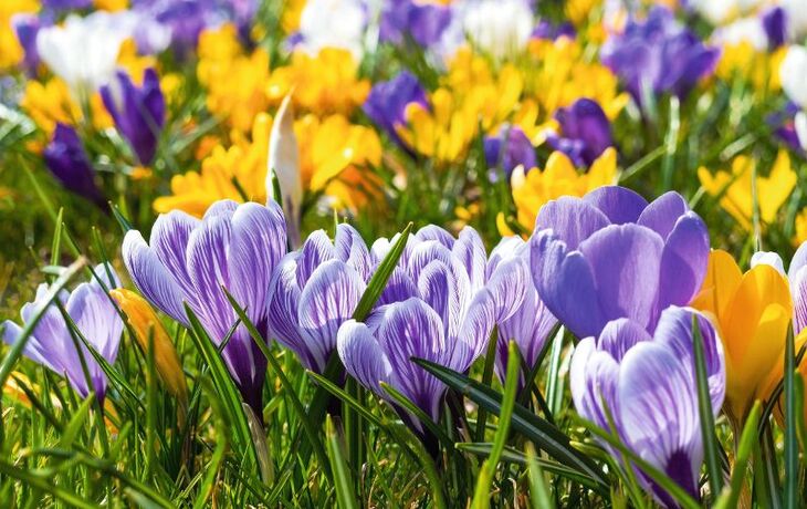 Husum - Krokusblüte T26