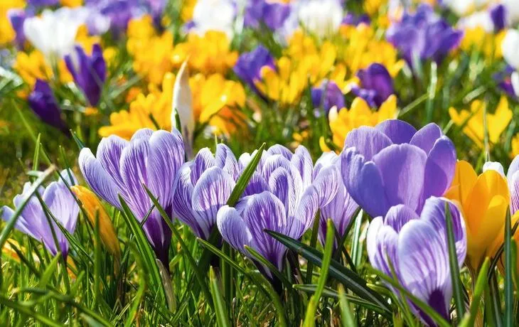 Husum - Krokusblüte T26