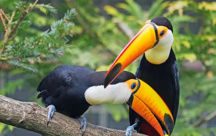 Weltvogelpark Walsrode T26