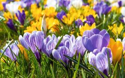 <p><span>Frühlingsblüher im Weltvogelpark</span></p>