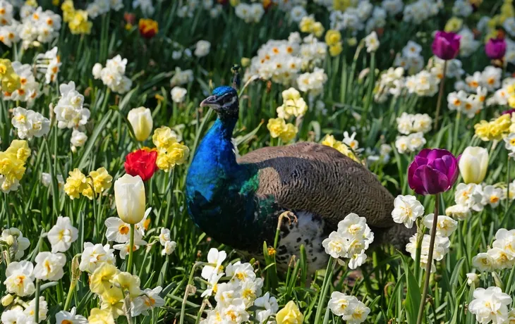 Frühlingsblüher im Vogelpark Walsrode T26