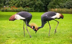 <p><span>Teufelsmoorer Kranichtour </span></p>