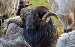 <p><span>Nutztiersafari in Bad Bodenteich</span></p>