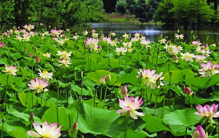 Ellerhoop Arboretum T26