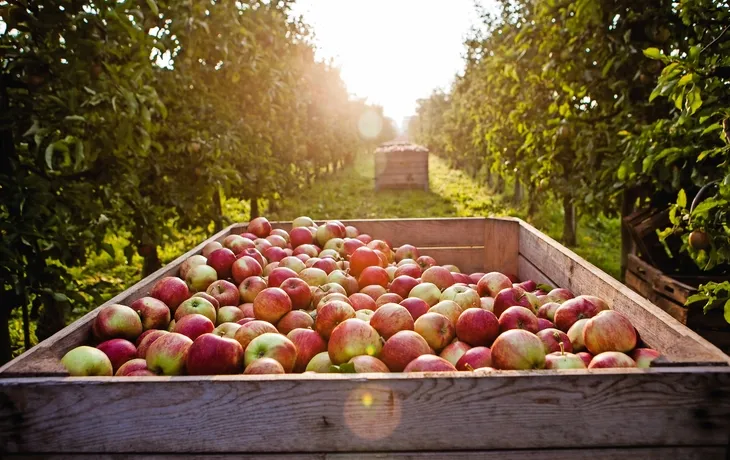 Altländer Apfeltage T25