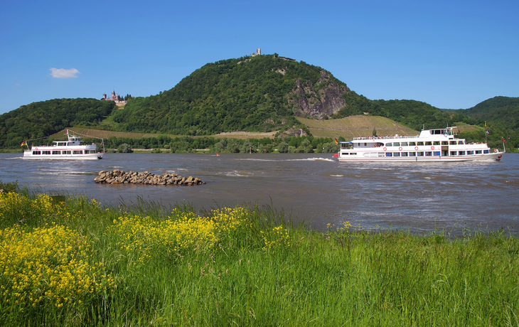 der berühmte Drachenfels am Rhein bei Königswinter