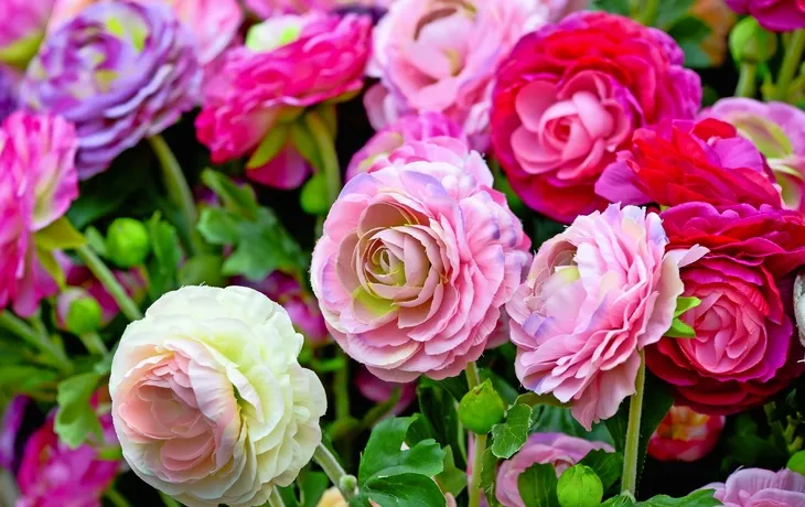 Rosarium - Uetersen T26