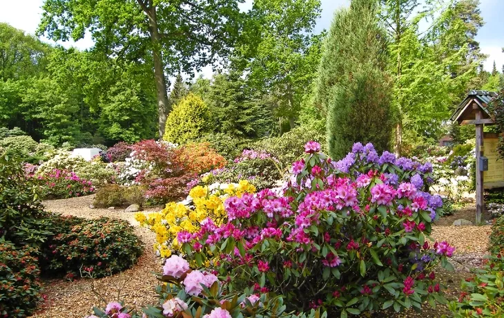 Rhododendronpark Hobbie T26
