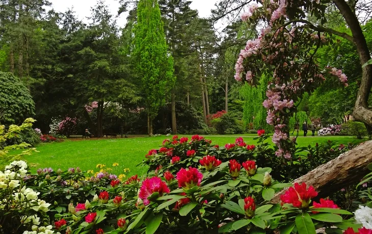 Rhododendronpark Hobbie T26