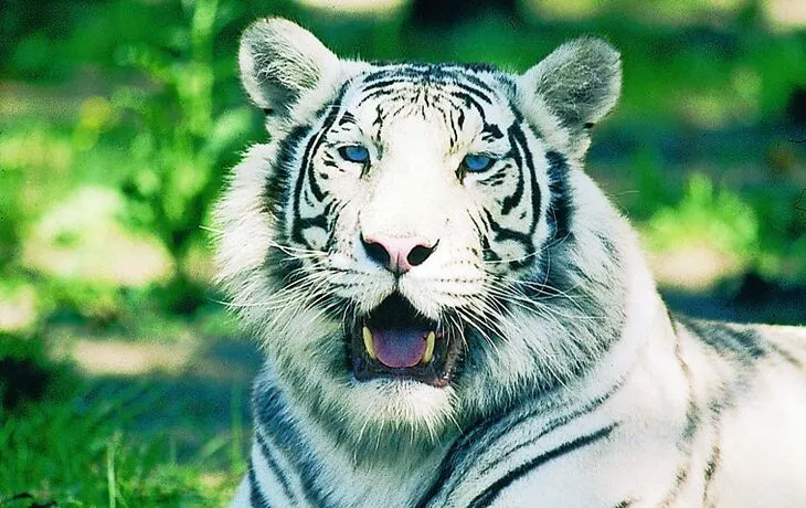 Serengeti Park T26