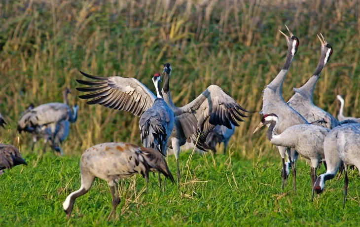 Kranicheinflug Tister Bauernmoor  T26