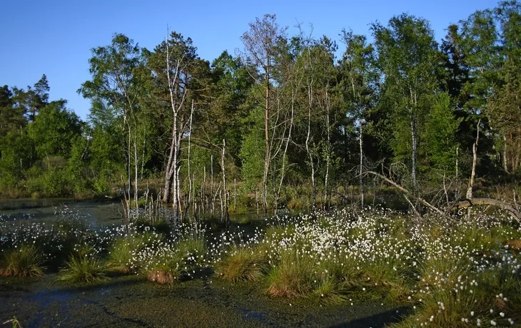 Kranicheinflug Tister Bauernmoor  T26