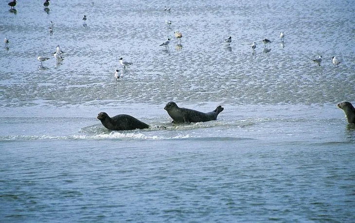 Hallig Nordstrandischmoor T26