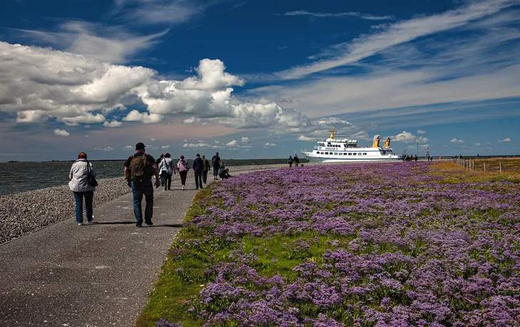 Hallig Nordstrandischmoor T26
