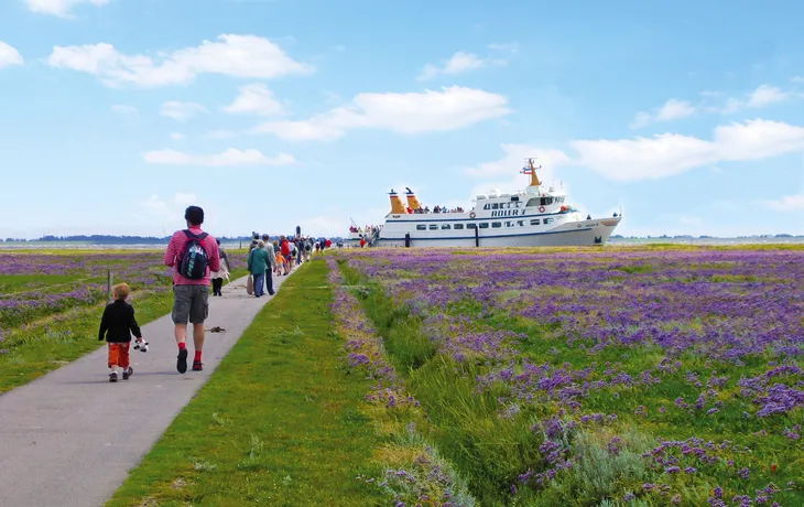 Hallig Nordstrandischmoor T26