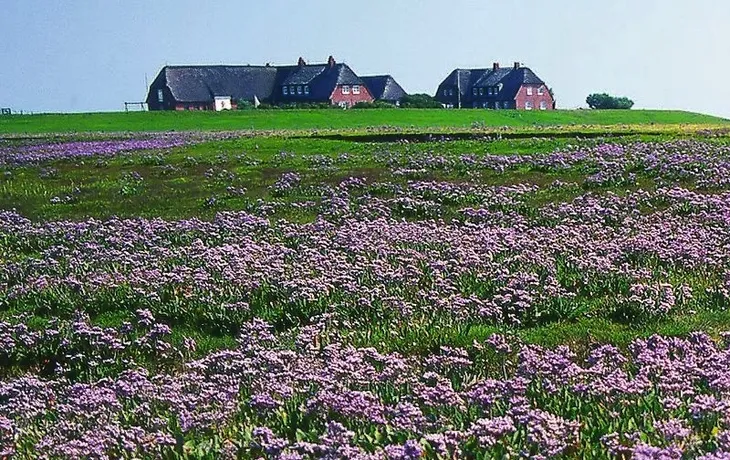 Hallig Nordstrandischmoor T26