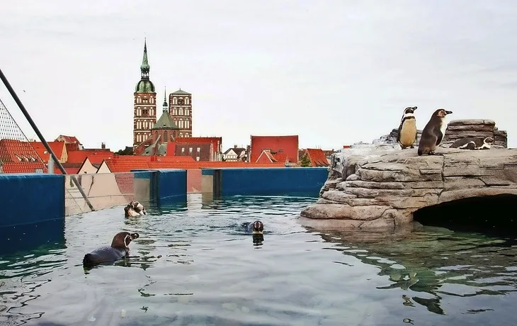 Hansestadt Stralsund - Ozeaneum T25