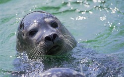 <p><span>Seehundstation Friedrichskoog</span></p>
