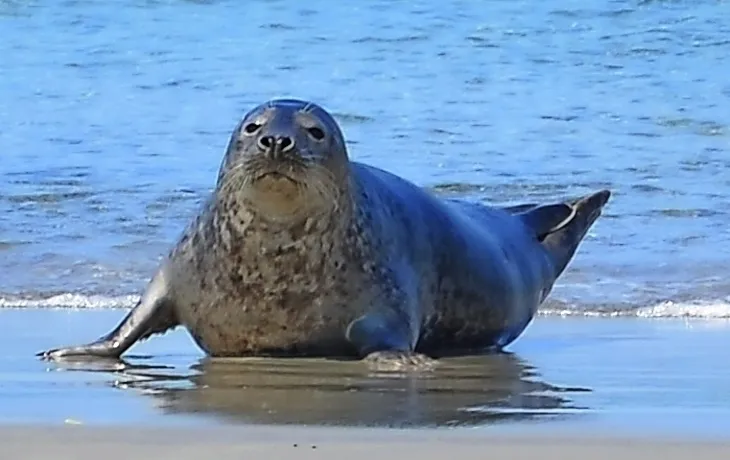 Büsum Seehundsafari T26