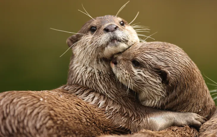 Kloster Isenhagen und Otter Zentrum Hankenbüttel T26